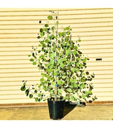 Amazon | 庭木：ユーカリ ポポラス 樹高:約100cm 大株 | 植木