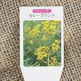 ハーブ 苗 【カレープラント】 3号ポット×5株セット ハーブ苗 セット