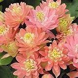 国華園　花苗　西洋おだまき　サーモン　5株【※発送が国華園からの場合のみ正規品です】