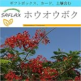 SAFLAX - ギフトセット - ホウオウボク - 6 種 -　ギフトボックス、カード、ラベル、鉢植え用土壌を含みます。 - Delonix regia