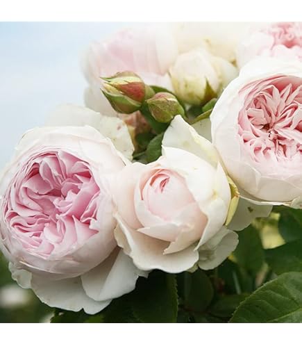 Amazon | バラ苗 【テスオブザダーバービルズ】 (大苗) シュラブ 半