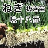 ねぎ苗・味十八番ねぎ（抜き苗３0本束）