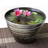 手作り睡蓮鉢(メダカ鉢) 益子焼 彩(SAI) 姫睡蓮鉢 炭化 睡蓮鉢・金魚鉢・メダカ鉢