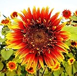219.美しいひまわり JOKER SUNFLOWER の種子10粒 [並行輸入品]
