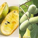 国華園　果樹苗　ポポー　激安大実ポポーセット　2種2株【※発送が国華園からの場合のみ正規品です】