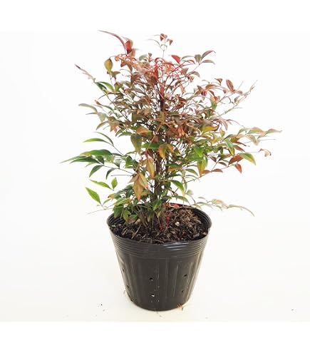 Amazon.co.jp: マホニアコンフューサ 鉢植え 常緑樹 細葉