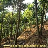 100％レアル中国Aquilariaシネンシスツリーの種子レア沈香種子屋外ガーデンの香りのお香ウッド植物Chenxiang Sementes