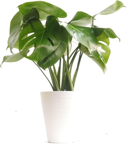 Amazon.co.jp: モンステラ デリシオーサ 8号鉢つき 2株植え 深切れ