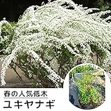 【5本セット】 ユキヤナギ 樹高0.5m前後 15cmポット 雪柳 ゆきやなぎ 苗木 植木 苗 庭木 生け垣