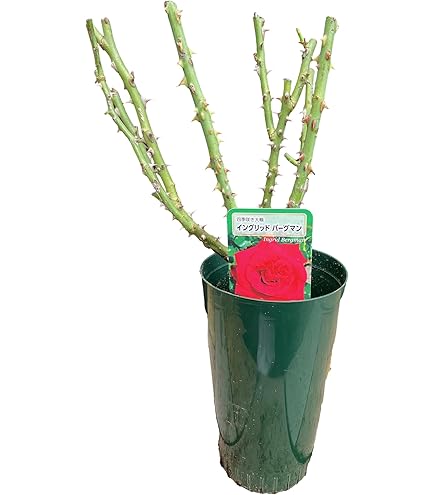 Amazon.co.jp: 《国産Aグレード品 バラ切り接ぎ用台木》 ノイバラ (5本