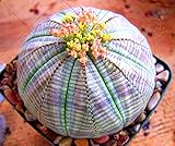 200pcs/bag Five-pointed star meaty seeds radiation protection succulent seeds Imported cactus bonsai