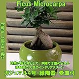 【人気のインテリア・グリーン】妖精が宿る多幸の木・ガジュマル ４号陶器鉢 受皿付(緑陶器鉢)