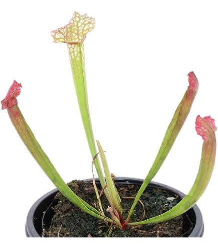 Amazon.co.jp: 食虫植物N.ventricosa Quezon Luzon : DIY・工具・ガーデン