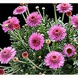 マーガレット：パーカッション　シンバルダークピンク11cmポット 2株セット[アネモネ咲き]