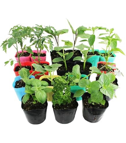 Amazon.co.jp: フィレンツェ茄子苗 3ポット 農薬不使用 : DIY・工具