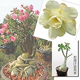 国華園　花苗　アデニウム　パームサブイエロー　1株【※発送が国華園からの場合のみ正規品です】