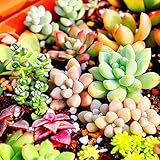 Auntwhale 100PCS /袋混ぜた多肉植物種子