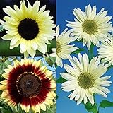 【メール便配送】　国華園　花たね ヒマワリ 淡麗ひまわりセット 3種3袋【※発送が国華園からの場合のみ正規品です】