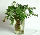 家庭用 ハーブの水耕栽培キット「窓際族」（窓辺でセント・ジョンズ・ワート）