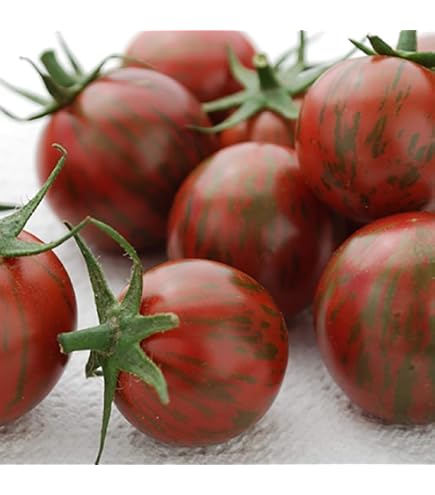 Amazon.co.jp: ITANSE トマトの苗 茶ゼブラミニトマト ベロニカ