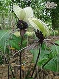 Tacca integrifolia - white bat flower - 5 seeds