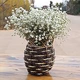 BAGEHUA 雲南自然乾燥花、私 20 30 cm テーブル、テーブルの花、 H 忘れて