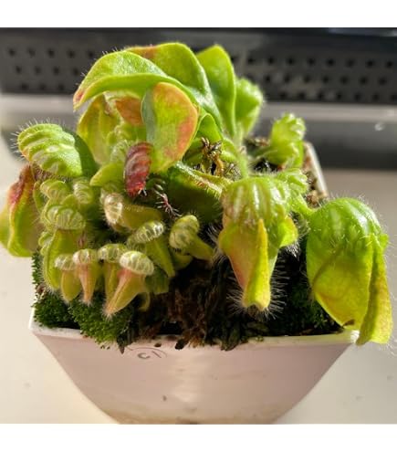 Amazon.co.jp: Cephalotus follicularis Eden Black Cedric