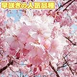 国華園　花木　桜　河津　1株【※発送が国華園からの場合のみ正規品です】
