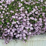 タイム：ロンギカウリス3号ポット12株セット[グランドカバーに] ノーブランド品