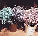 到着ロマンチックなgypsophila paniculataの種は、美しい白とピンクの星の種の装飾花100個1