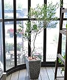 [エルフルール] オリーブの木　鉢植え グレーストーン鉢