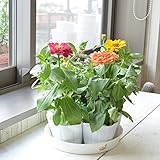 相武ガーデン 花苗 ジニア　ドリームランド・プロフュージョンMIX 5ポットセット