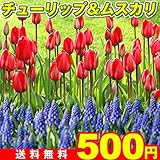 国華園　【メール便配送】球根　チューリップ＆ムスカリセット　2種30球1組【※発送が国華園からの場合のみ正規品です】