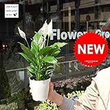 LAND PLANTS スパティフィラム 白の美しい花を咲かせる観葉植物table green series
