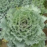 100PCSドワーフブルーカールケールシードガーデンオーガニック野菜の種