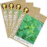 イノンド Thai Dill Anethum graveolens Umbelliferae 4 Bulk ThailandMrk