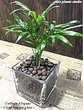送料無料 テーブルヤシ 観葉植物 鉢植え 陶器 インテリア 北欧 ギフト お祝い おしゃれ モダンスクエアグラス