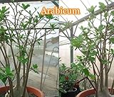 【多肉植物/種子】Adenium Arabicum ★アデニウム・アラビクム(アラビカム) 種子５粒 Caudex 塊根植物 [並行輸入品]