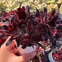 アエオニウム 99999 6179F-CNVvL._AC_UL210_SR210,