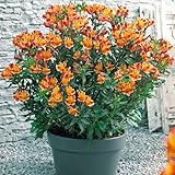 タキイ種苗 アルストロメリア インディアンサマー 2株セット