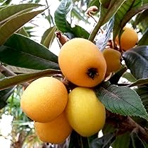 617CbAmdzgS._AC_UL210_SR210,