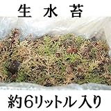 苔:ミズゴケ(生水苔)岩手県産 約6リットル入り段ボールに詰めてお送りします【紫桜館山の花屋】