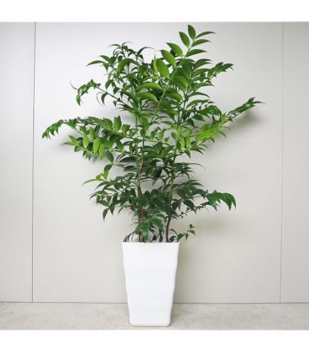 Amazon｜ブラキキトン（ボトルツリー）：ポプルネウス（細葉タイプ） 5