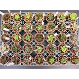 ◇ハオルチア◇おまかせ１２種１２鉢セット◇２寸◇
