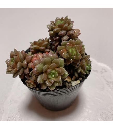 Amazon｜タイサンボク リトルジェム 常緑樹 苗木 鉢植え｜観葉植物