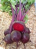種子レッドビートデトロイト有機栽培家宝野菜NON-GMO