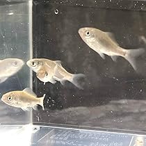 Amazon | （淡水魚）ギンブナ（マブナ） 3～5cm± （1匹）【生体 