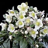 クリスマスローズ（原種交配）：*HGCスノーダンス4.5号ポット[開花見込み株][純白の花]