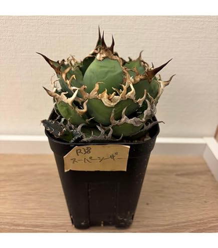Amazon|アガベ チタノタ 凱撒(シーザー)/ Agave titanota 'Caesar Amazon|アガベ チタノタ 凱撒(シーザー)/ Agave titanota 'Caesar