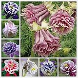 100 Mixed Aquilegia (Columbine) Seeds, long bloom season flower Beautiful Garden Plant